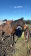 OTTB Mare 15’3 horse (photo 1)