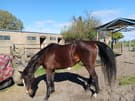 EOI  Brood, Teaser, or Project mare (photo 1)