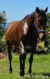 Standardbred bay gelding (photo 2)
