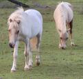 Cute mini munchkins (photo 2)