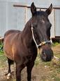 Acres of coal gelding, horse, pony, project (photo 2)