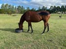 Loving TB looking for new home