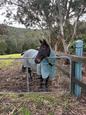 Thoroughbred gelding 18 yo (photo 3)