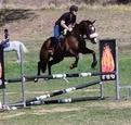 Thoroughbred Gelding - Showjumping (photo 1)