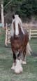 Gypsy Cob Stallion service (photo 3)