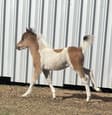 Miniature and Small Horse (photo 3)
