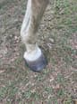 Horse Throughbreed Mare (photo 3)