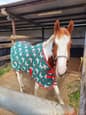 Quarter Pony Gelding (photo 1)