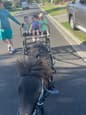 Horse cart suites around 11-12 hh +harness (photo 2)