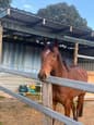 TB gelding. Just retired from racing. (photo 3)
