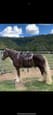 Drum Stallion Service (photo 3)