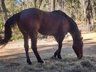 7 yr old Bay Thoroughbred Gelding (photo 3)