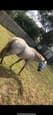 Appy Broodmare (photo 1)