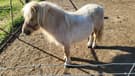 Palamino minature stallion (photo 2)