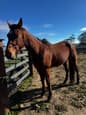 Stock horse mare