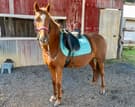 Kind and willing 5 yo welsh cross mare (photo 2)