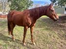 16 hand gelding for sale (photo 1)