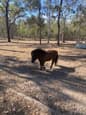 16 year old Quarter Horse gelding 15hh suit Confident Beginner (photo 3)