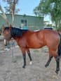 Quarter horse 4 yr old bay filly