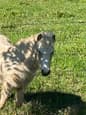 Palomino Tobiano Miniature Horse (photo 1)