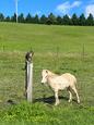 Palomino Tobiano Miniature Horse (photo 2)
