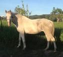 White Mare Stockhorse (photo 1)