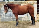 Stb gelding (photo 1)