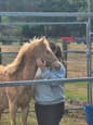 Beautiful champagne colt (photo 3)