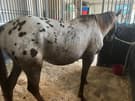 Appaloosa gelding (photo 2)