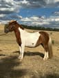 3yo Shetland pony filly