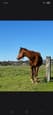 Thoroughbred maresx2 for sale (photo 3)