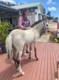 EIO: Purebred Welsh B Colt (photo 1)