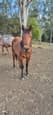 Performance Bred QH Colt (photo 2)
