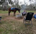 Stb gelding (photo 3)