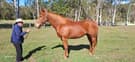Thoroughbred Broodmare  Sunshine Daisy (photo 1)