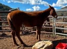 Unregistered Quarter Horse Colt (Cheeto) (photo 2)