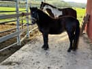 Will make a lovely kids pony (photo 1)
