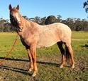 Red Roan Mare QH X (photo 1)