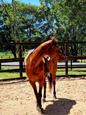 COW PONY Quarter horse mare (photo 1)
