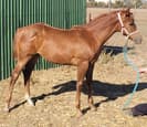 Appaloosa Filly Pipper (photo 1)