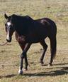 Thoroughbred Gelding - Showjumping (photo 2)