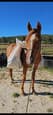 Chestnut Arabian Mare (photo 3)