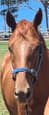 Thoroughbred gelding (photo 1)