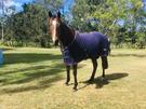 Harley, quiet ,safe ,Gelding (photo 2)