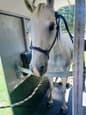 Horse for free lease - easy keeper