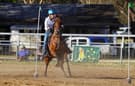Horse for sale $1000 (photo 1)