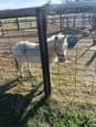 Minature Pony Stallion (photo 3)