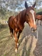 16 hand gelding for sale (photo 2)