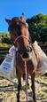 Standardbred Gelding (photo 3)