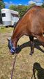 9yo 16hh OTTB Mare - Project Horse (photo 2)